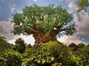 Magic Kingdom